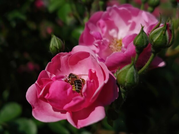 Roze roze bloem met een bij erin die stuifmeel verzamelt