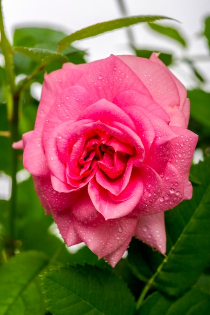 Roze roze bloem met waterdruppels close-up