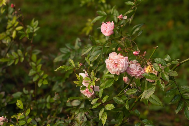 Roze roze bloemen bloeien op een groene achtergrond