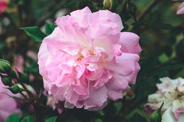 Roze roze bloemen in de tuin soft focus vintage toon