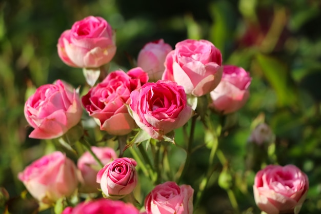 roze roze bloemen op de rozenstruik met selectieve focus in de tuin