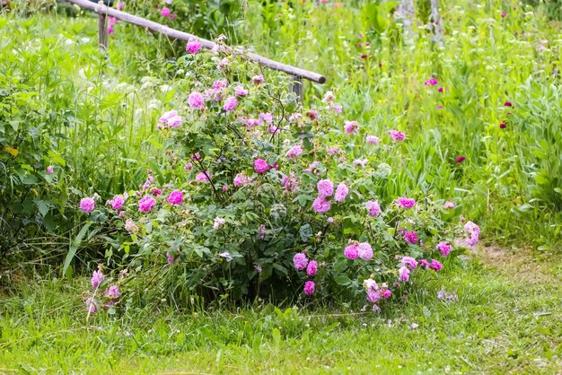 Roze roze bloemen zomer in de zomertuin