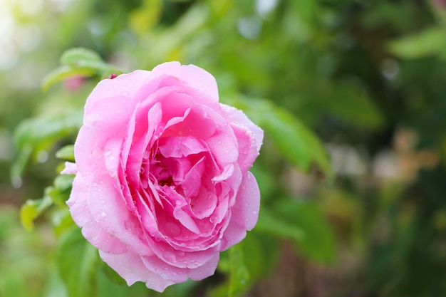 Roze roze versheidsbloem met regendruppels mooi in de tuinaard