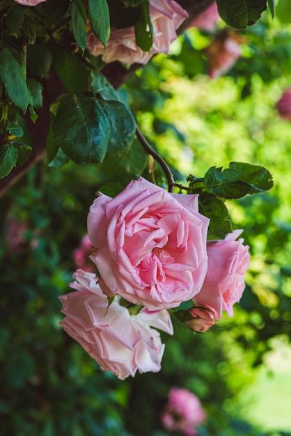 Roze rozen aan een struik in de zomer