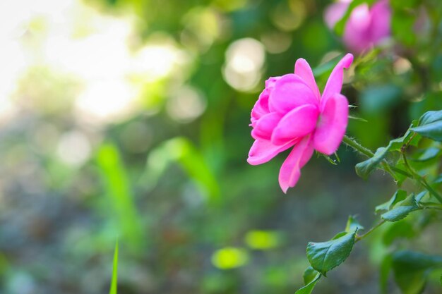 Roze rozen bloeien in de tuin, roze rozen op een wazige achtergrond.
