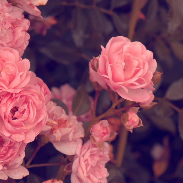 Roze rozen Bloom bruiloft romantische sfeer