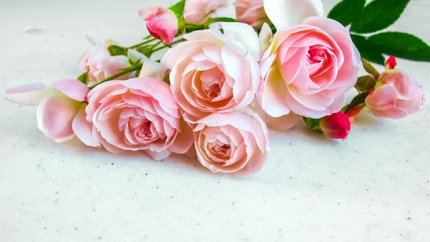 Roze rozen geïsoleerd op een witte achtergrond Perfect voor wenskaarten en uitnodigingen op de achtergrond