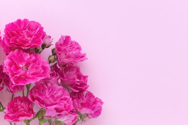 Roze rozen geïsoleerd op roze