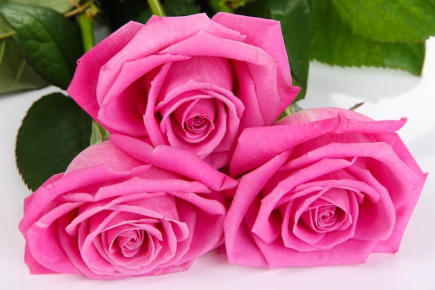 Roze rozen geïsoleerd op wit