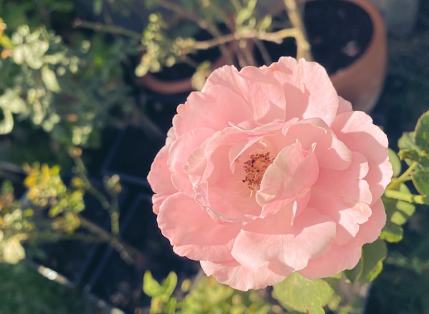 Roze rozen geplant in de tuin