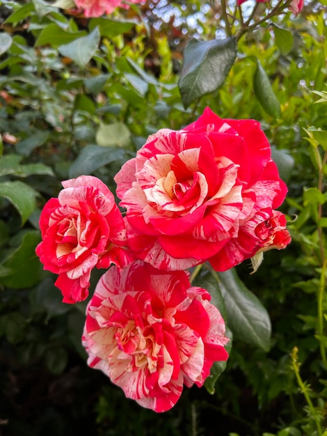 Roze rozen in de tuin Close-up Natuur achtergrond