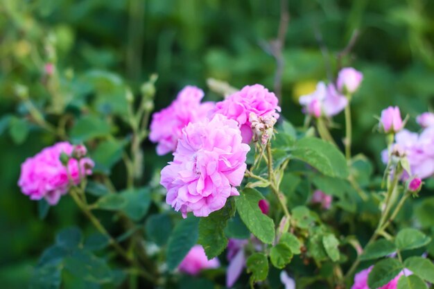 Roze rozen in de tuin Decoratieve tuinplanten op het platteland