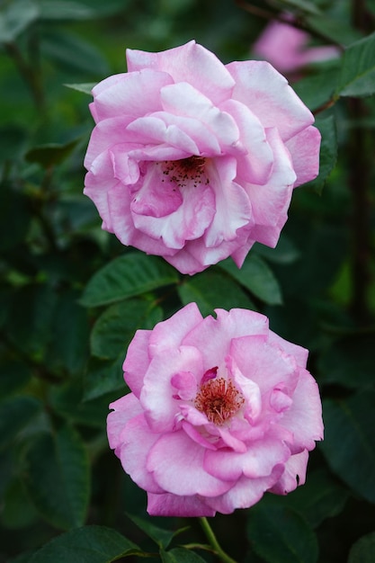 Roze rozen in de tuin Eliza Kordes 2004 kweekt buiten prachtige bloemen