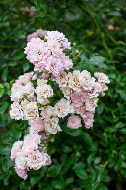 Roze rozen in de tuin