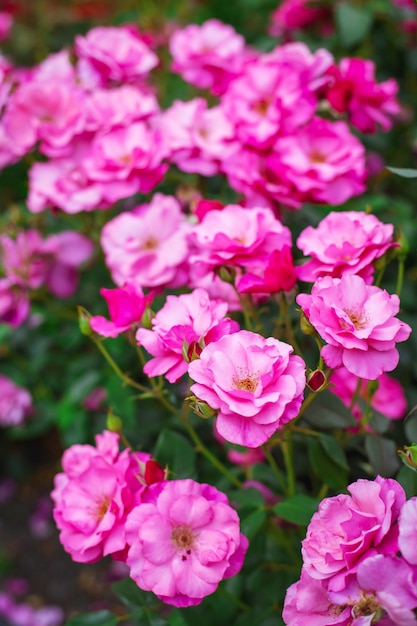 Roze rozen in de tuin