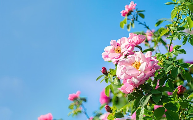 Roze rozen in een tuin met een blauwe lucht op de achtergrond.