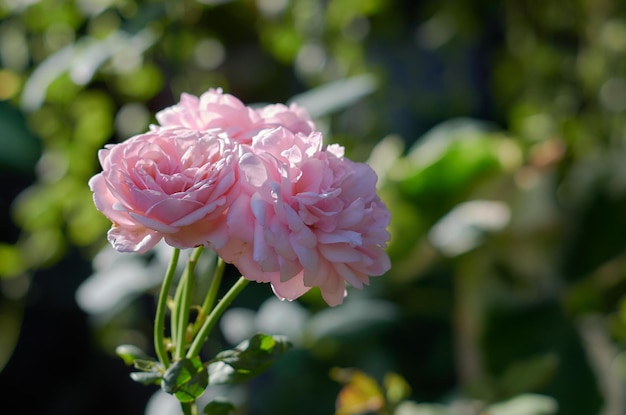 Roze rozen in een tuin