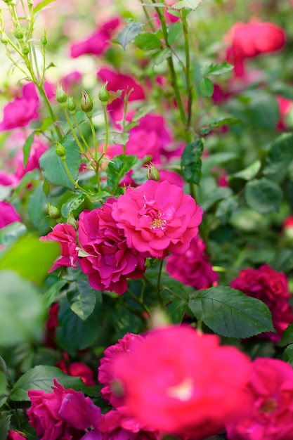 Roze rozen Natuurlijke bloemenachtergrond