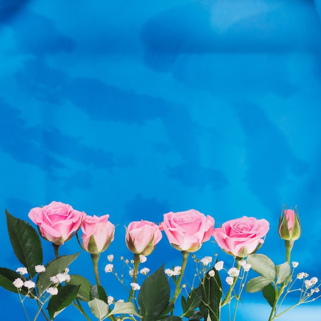 Roze rozen op een blauwe achtergrond. Vlakke positie, van bovenaf gezien