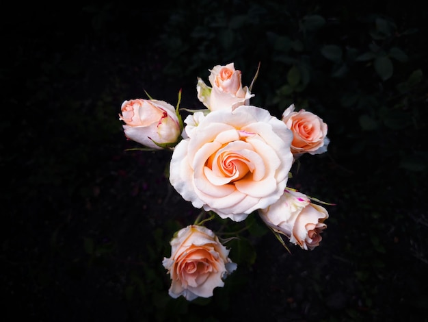 Roze rozen op een natuurlijk donker studiolicht als achtergrond