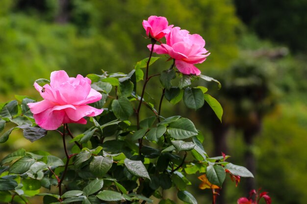 Roze rozen op een struik in de tuin