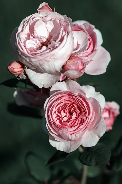 Roze rozen op groene achtergrond verticale afbeeldingsframe