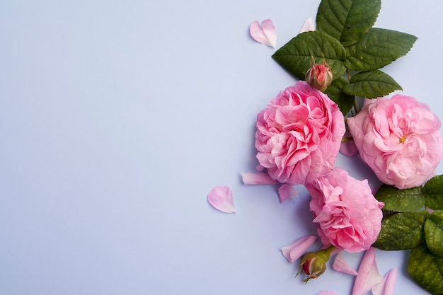 Roze rozen plat lag op een blauwe achtergrond. Lay-out met roze bloemen met kopie ruimte