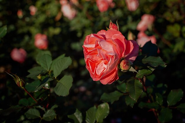 Foto roze rozen tuin mooie zachte roze bloemen groeien in het park warm zonlicht het concept van de zomer