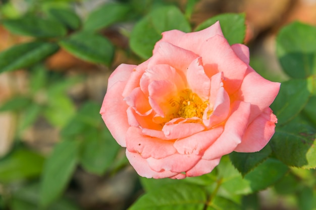 ROZE ROZENachtergrond IN DE TUIN