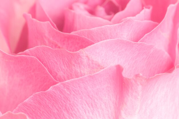 Roze rozenblaadjes macrofotografie achtergrond