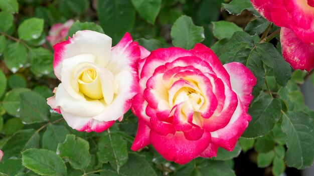 Roze rozenbloem in de tuin.