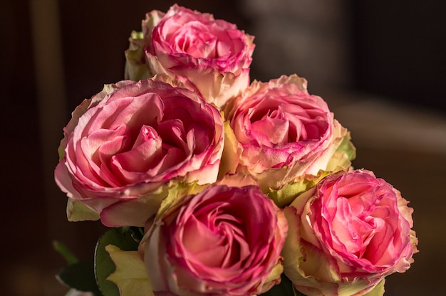 Roze rozenbloem op donkere achtergrond, natuurlijk licht.