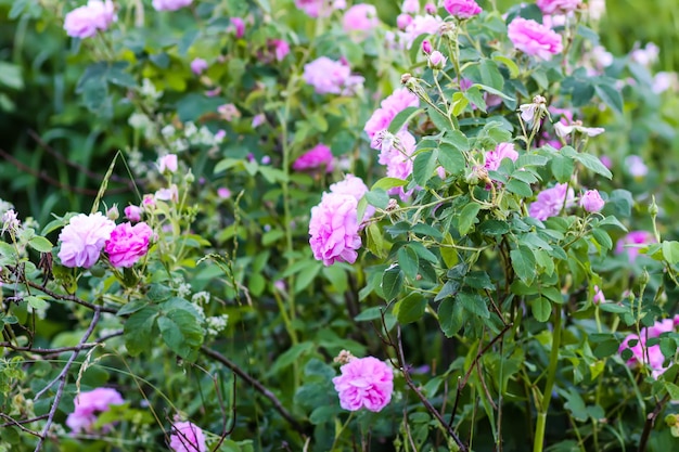 Roze rozenbloemen Decoratieve mooie tuinplanten in het bloeiseizoen