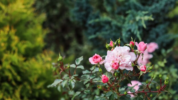 Roze rozenbonika met knoppen in de tuin, perfect voor wenskaarten op de achtergrond