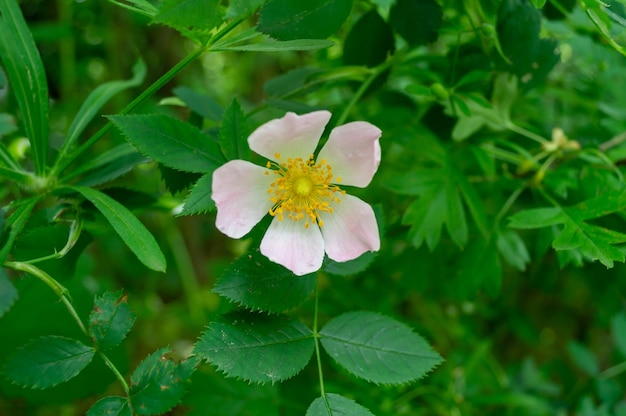 Roze rozenbottelbloem met een geel hart