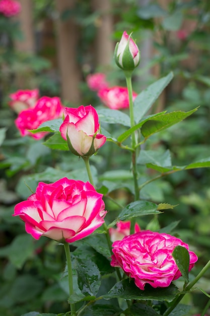 Roze rozenstruik in de tuin