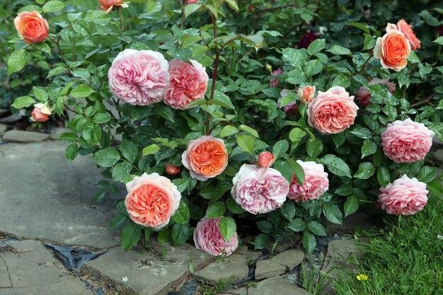 Roze rozenstruik, in het park.