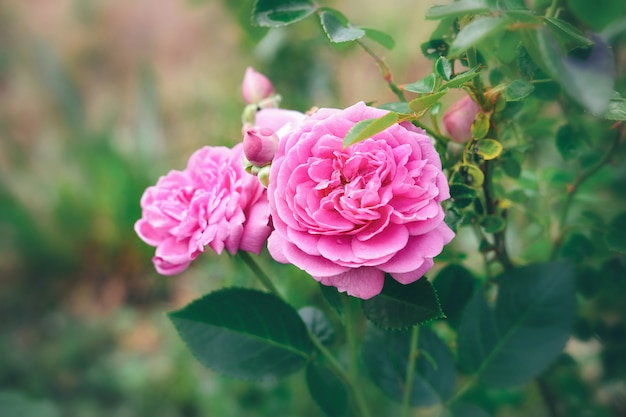 Roze rozenstruik. Rozen in de tuin.