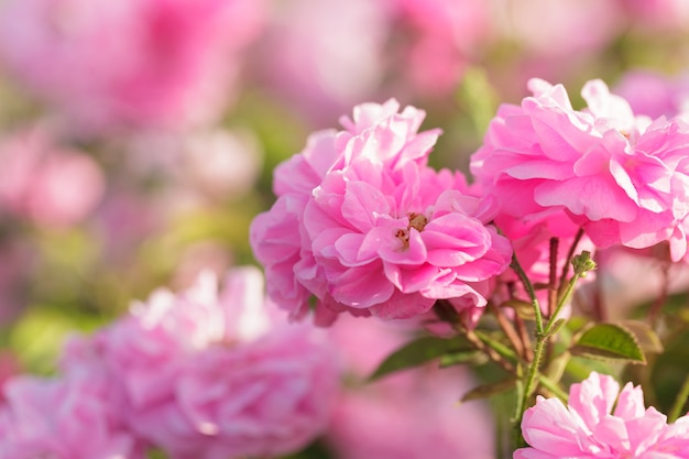 Roze rozenstruikclose-up op gebiedsachtergrond