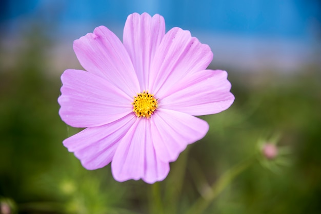 Roze ruimte bloem