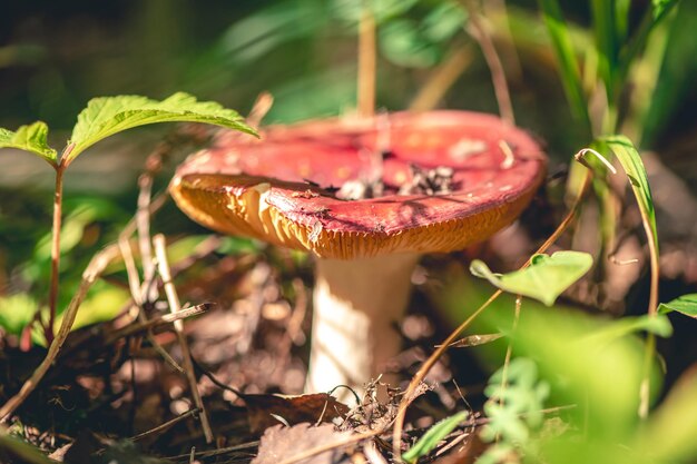 Roze russulapaddestoel in het bos