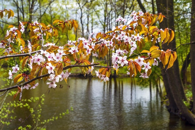 Roze sakura bloeit aan de oever van het meer in het park