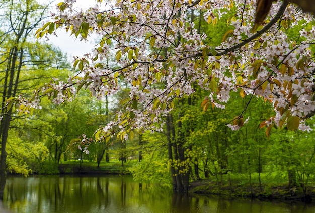 Roze sakura bloeit aan de oever van het meer in het park