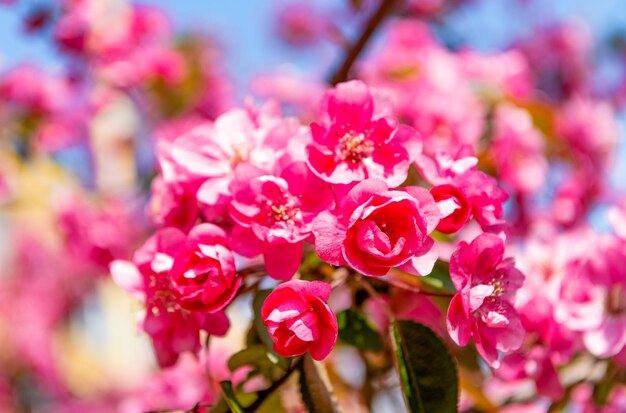 Roze sakura bloem op bloeiende lente boom sakura geur