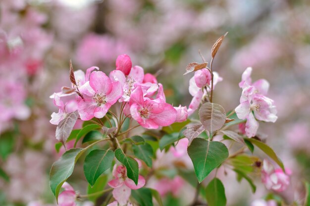 roze sakura bloemen close-up kersenbloesem roze bloemen op een tak