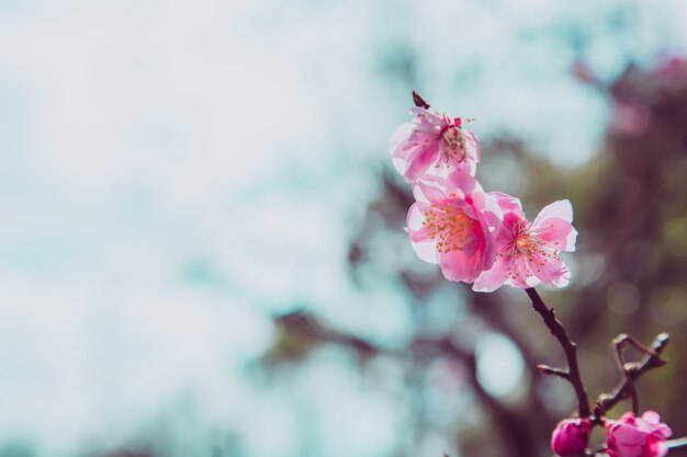 roze Sakura-bloemen tegen de hemel