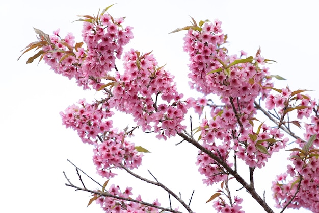 Roze sakura bloemen van thailand bloeien geïsoleerd op wit met uitknippad