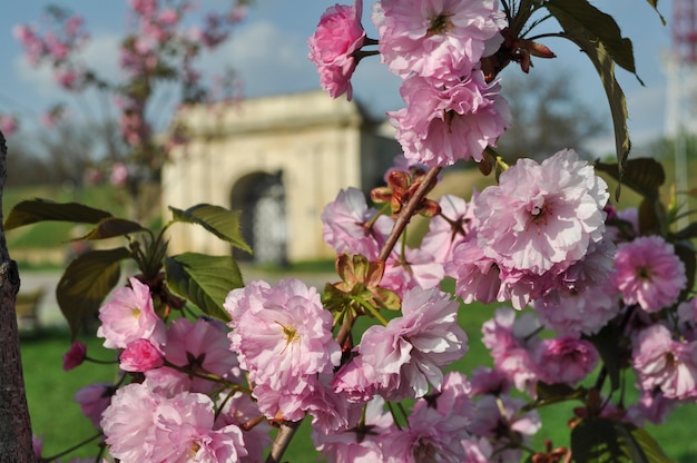 Foto roze sakura bloesem bloemen