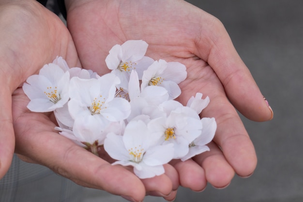 Roze Sakura bloesem in de hand