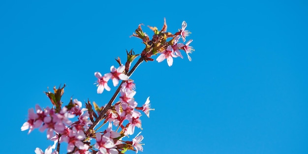 Roze sakura bloesem mooie roze bloemen van Japanse kersenboom op blauwe hemelachtergrond in tuin